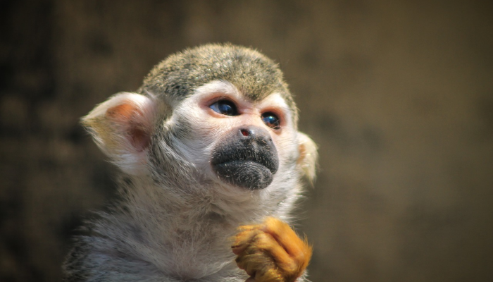 甲申之年行好运，猪鸡二家来结亲打一正确生肖，重点解释