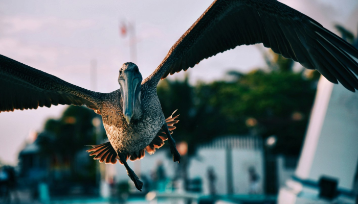 西窗梦断檐光晓是什么生肖打一动物，经典解答落实