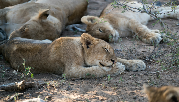 小猪崽打一动物生肖说的是什么动物，深度解析全过程