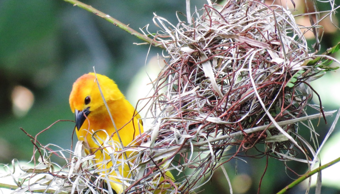 求财若渴,摇尾乞怜,平明几点催花雨打一个生肖是什么动物,词语诠释解释 求财若渴,摇尾乞怜,平明几点催花雨打一个生肖是什么动物,词语诠释解释