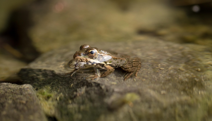 小猪崽打一生肖动物猜一个生肖动物，最新解答揭晓