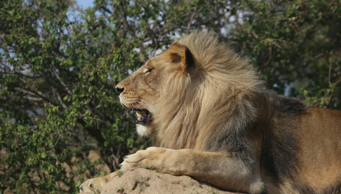 族旗闪闪摇天末打一生肖指什么动物，经典解析解答