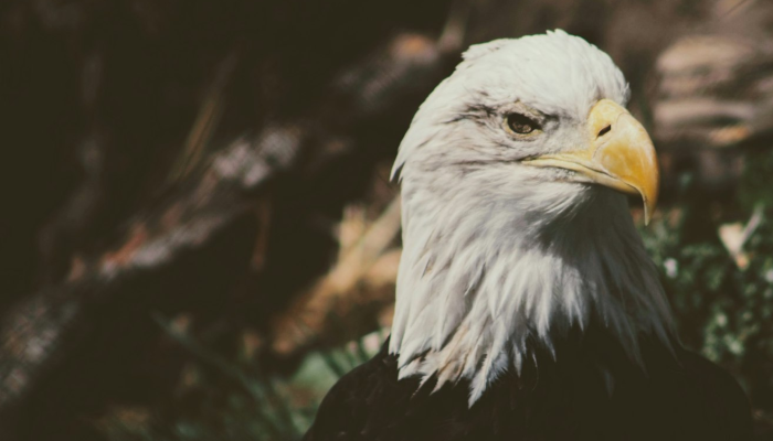 风坠木兰红露桨打一生肖动物打一个动物，最新解答