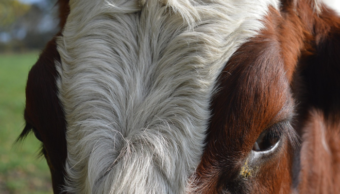 山色反青打一种生肖猜一个动物，最佳解释