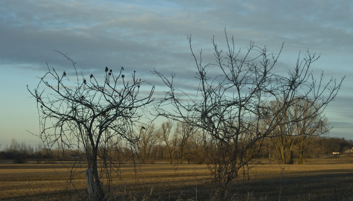 平地不见半亩田，五湖四海没有水打一生肖，答案解答