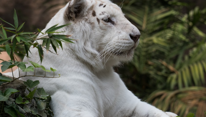 怀壁其罪是什么生肖打一动物，答案解释