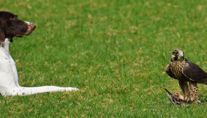 云程发轫打一生肖猜一个动物，经典解答落实