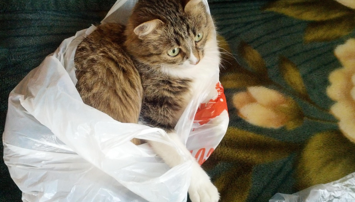 一言不发是什么生肖诠释解析