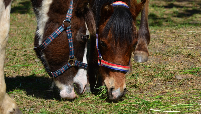 牛肥羊壮吃青草打一生肖动物说的是什么动物,答案揭晓解析落实 牛肥羊壮吃青草打一生肖动物说的是什么动物,答案揭晓解析落实