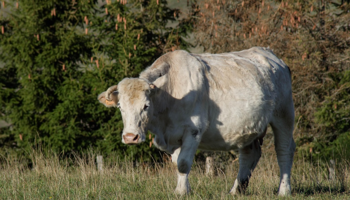 玉毁椟中是什么生肖指什么动物,精准解答落实 玉毁椟中是什么生肖指什么动物,精准解答落实