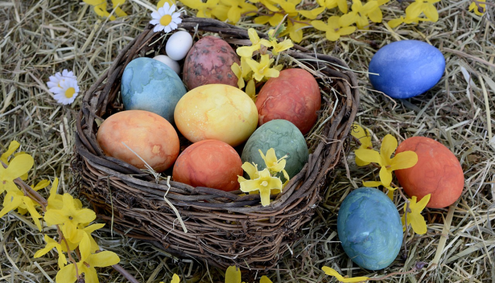 特别的鸡代表是什么生肖，精准解析解析落实