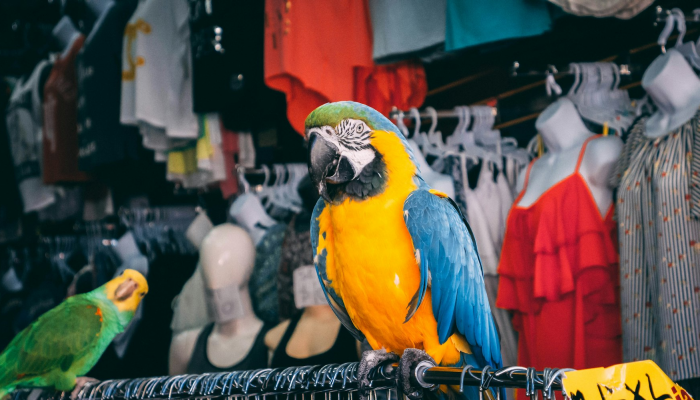 蟾宫月殿桂飘香是什么生肖打一个生肖动物，核心要点解析