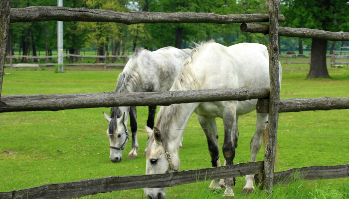 平地不见半亩田,五湖四海没有水是什么生肖是什么生肖动物,仔细解释 平地不见半亩田,五湖四海没有水是什么生肖是什么生肖动物,仔细解释