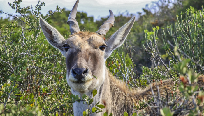 曲曲弯弯打一生肖是啥动物，精选解析解释