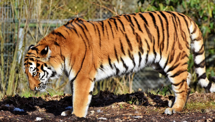 龙争虎斗指的是什么生肖，最新解答揭晓