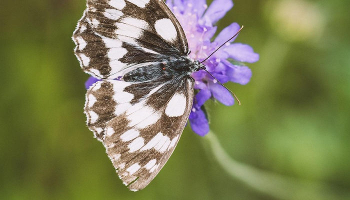 花容月色打一生肖是什么动物，答案揭晓解析