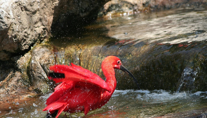 风坠木兰红露桨打一种生肖打一个动物，精选解释解析