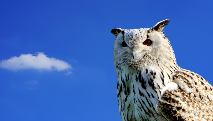 何如一醉尽忘机，草木无情亦可嗟是什么生肖说一个动物，解析解释