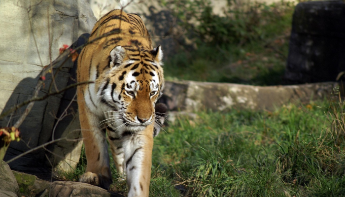 龙争虎斗打一个生肖说的是什么生肖，权威解释在此落实