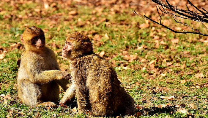 何如一醉尽忘机，草木无情亦可嗟是什么生肖是啥动物，精准解答