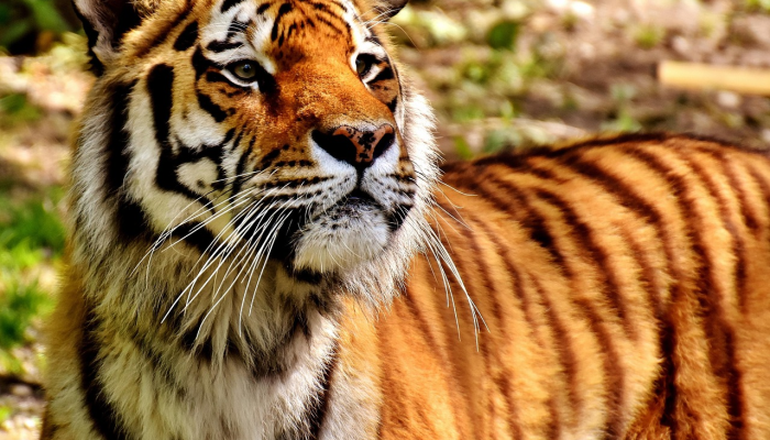 自我陶醉是什么生肖猜一动物,最新解释 自我陶醉是什么生肖猜一动物,最新解释