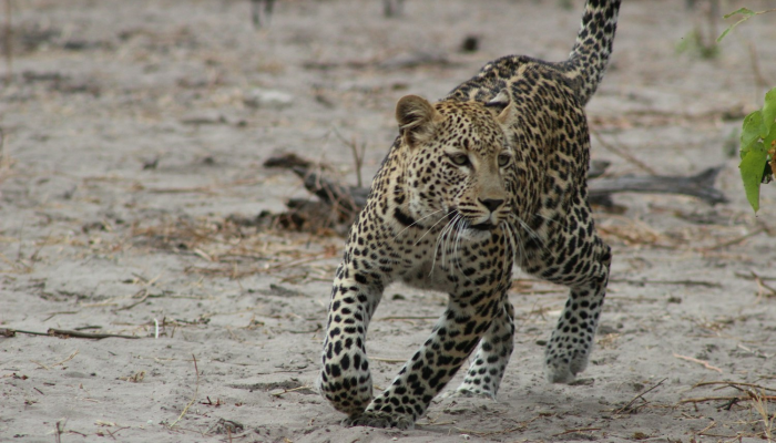 怀壁其罪打一生肖是啥动物，专业解答解析落实
