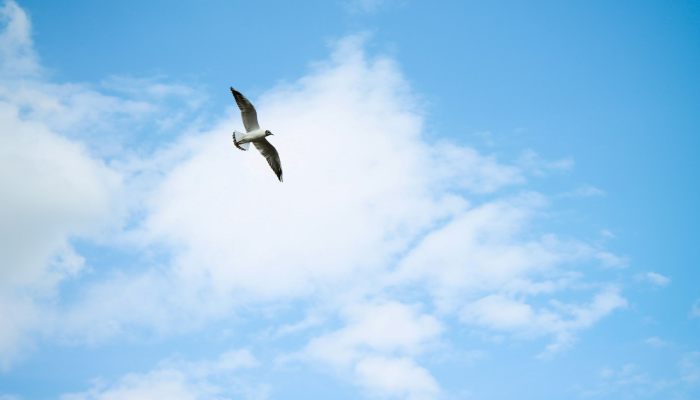 蓝色天空白云飘打一个生肖代表什么动物生肖，详细解释