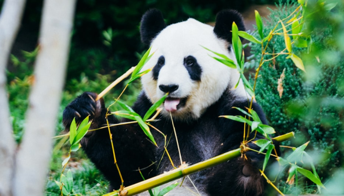 怀壁其罪打一生肖动物，答案诠释