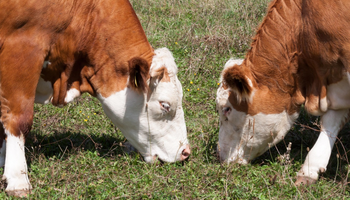 玉毁椟中是什么生肖打一个生肖动物，逻辑推理解析