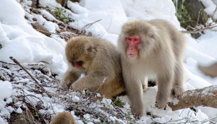 春山如黛是什么生肖猜一个动物生肖，权威解释呈现
