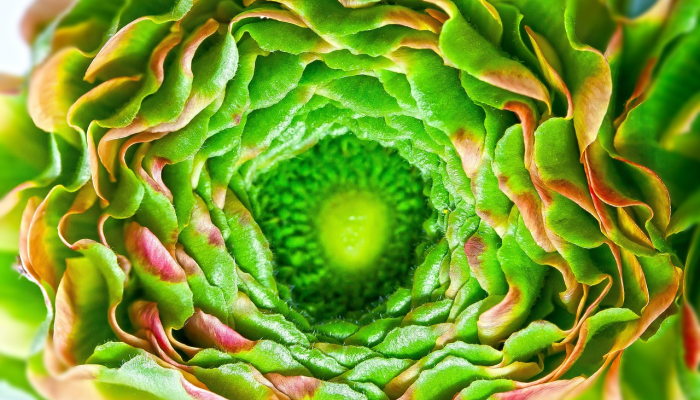 担惊受怕打一个生肖打一种生肖，核心要点解释