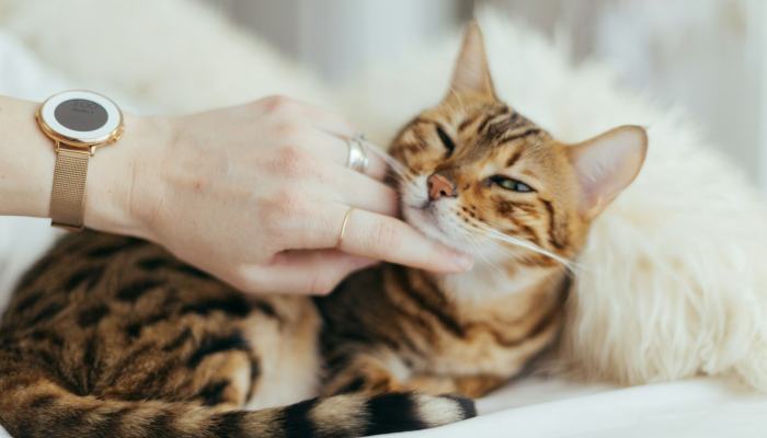 大地母亲繁子嗣是什么生肖，解经典资询落实