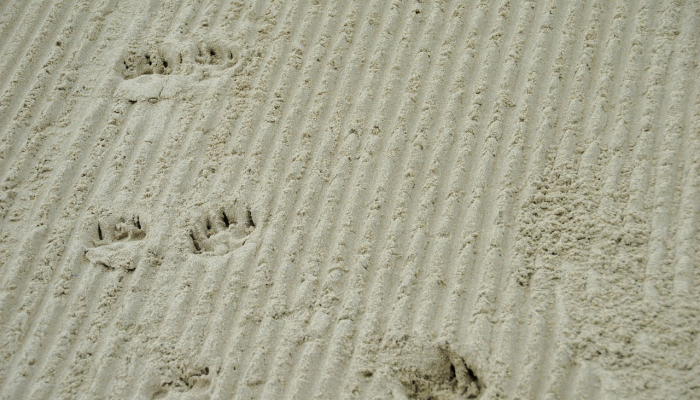 嘴上涂石灰指什么生肖，揭秘解析