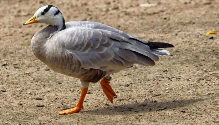 宽宏大量是什么生肖解一个动物，最新解释