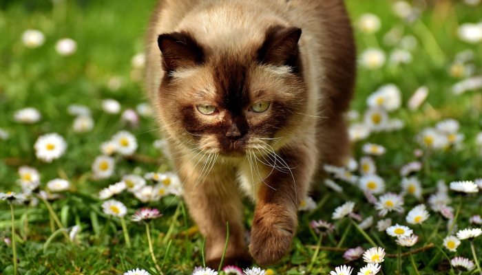 诸子百家是什么动物生肖打一种生肖,作答解析解释落实 诸子百家是什么动物生肖打一种生肖,作答解析解释落实