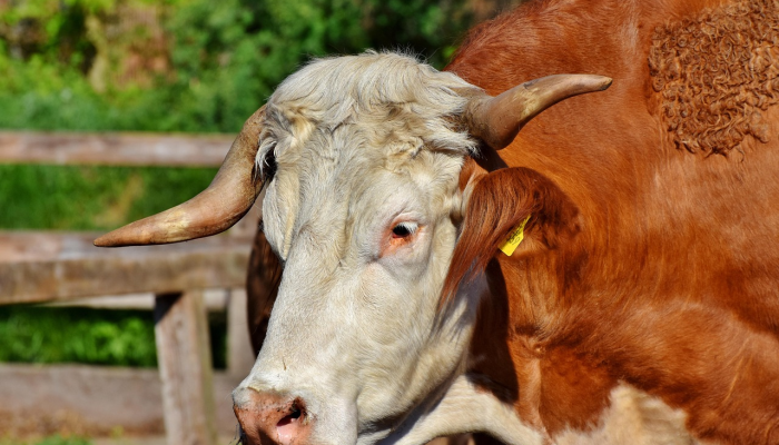 只手遮天是叛贼是什么生肖，最新解释