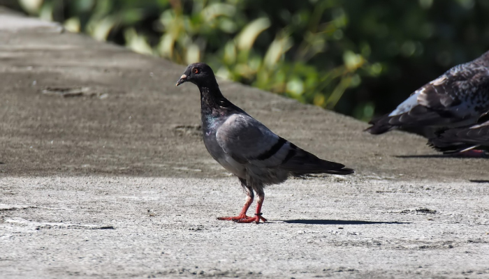 梁山好汉是英雄是什么生肖打一动物，答案解释