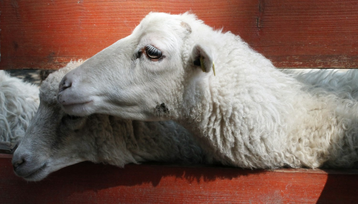 小绵羊打一个生肖是什么动物,最新解析揭晓 小绵羊打一个生肖是什么动物,最新解析揭晓