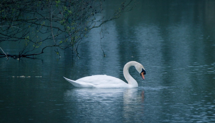 山回路转指什么生肖，精选解释落实