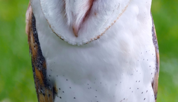 一五归宗三点水打一生肖，精选解答