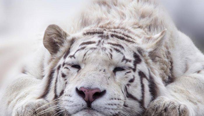 横眉冷对指什么生肖，答案解析