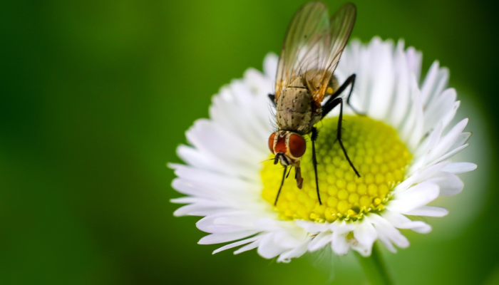 人心不足蛇吞象打一个生肖是什么动物,最新解析揭晓 人心不足蛇吞象打一个生肖是什么动物,最新解析揭晓
