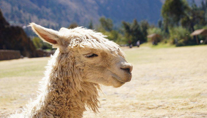 千里火云烧益州，操一豚蹄祝满篝是什么生肖打一个动物，最新解析解释