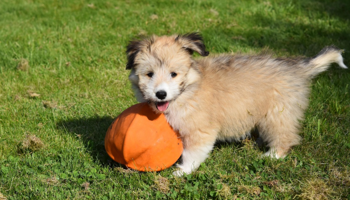 狗头军师是什么生肖打一动物，答案解释