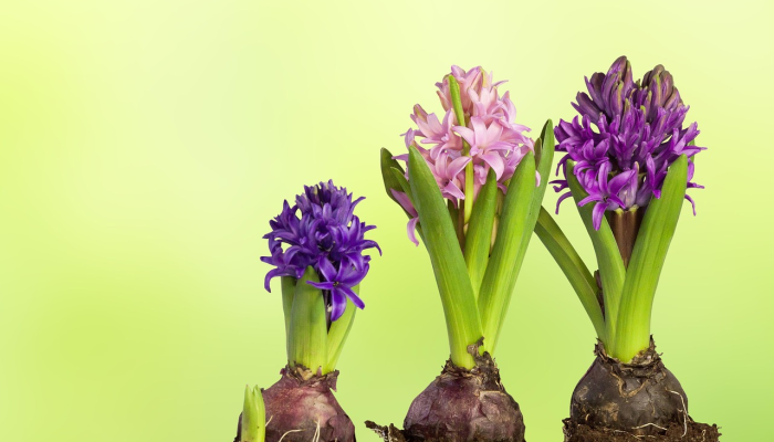 疯疯癫癫是什么生肖,精准快答揭晓 疯疯癫癫是什么生肖,精准快答揭晓