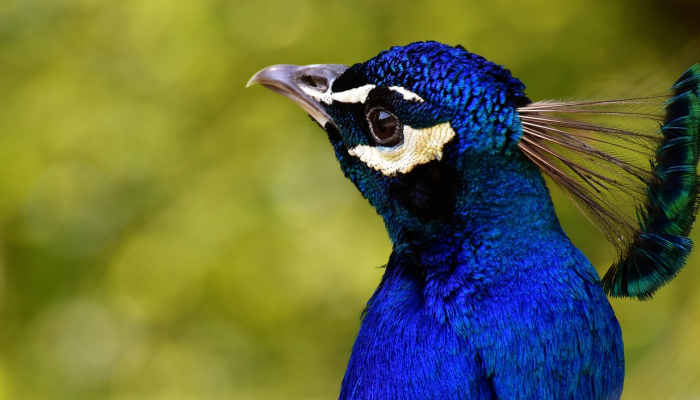 四方八面是什么动物生肖打一种生肖，专业解答指导落实