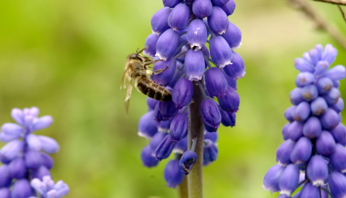 削株掘根是什么生肖打一个生肖动物，核心代表解释