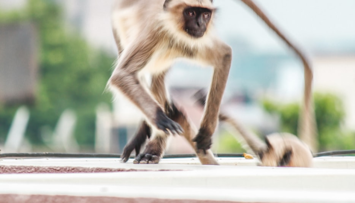 山回路转是什么生肖,精准解析 山回路转是什么生肖,精准解析