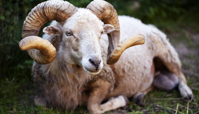 关云长挂印封金 袁本初败兵折将打一个正确生肖，代表马上揭晓