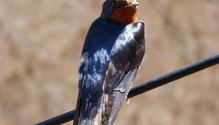 戈铤射月明霜锷，寒鸦闪闪前山去是什么生肖指的是什么动物，完美揭晓解释